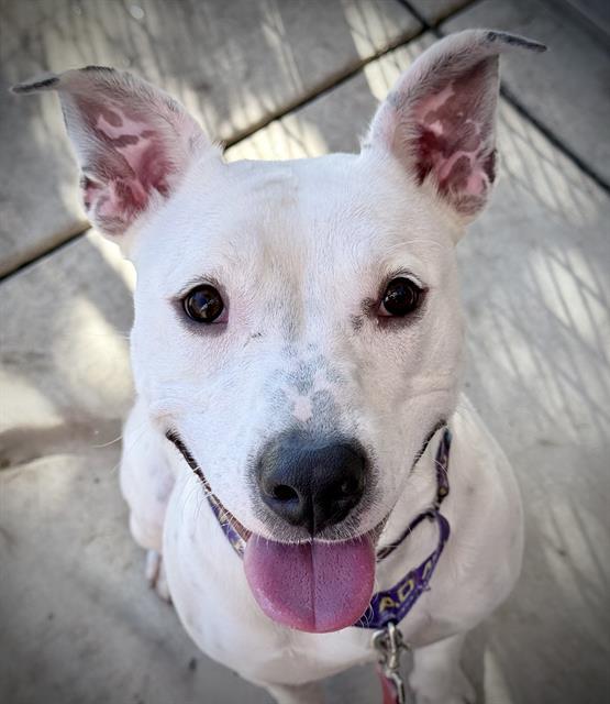Enlarge NOVA, a Adoptable mixed breed in Lodi, CA image 1/1