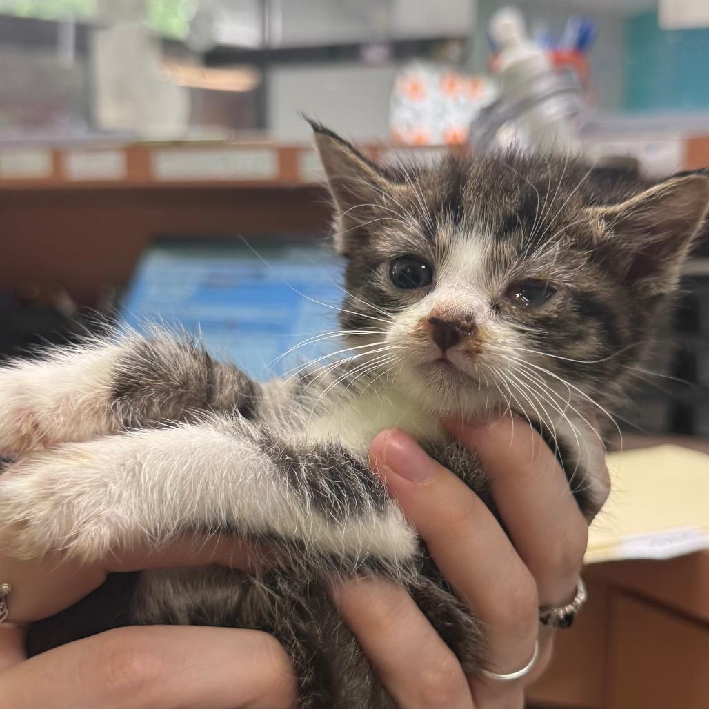 Beeper, Adoptable, Kitten Male Domestic Short Hair.