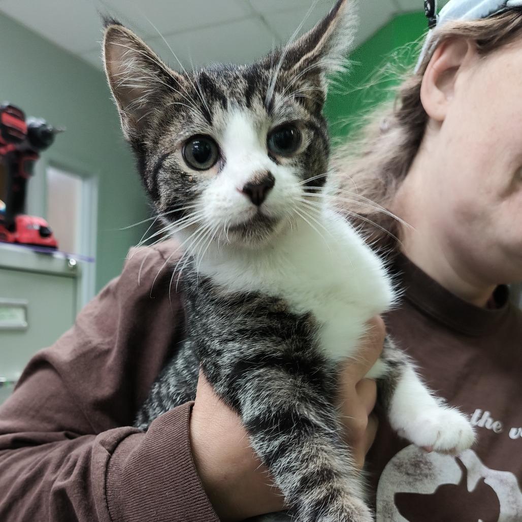 Enlarge Beeper, a Adoptable Domestic Short Hair in Beckley, WV image 2/2