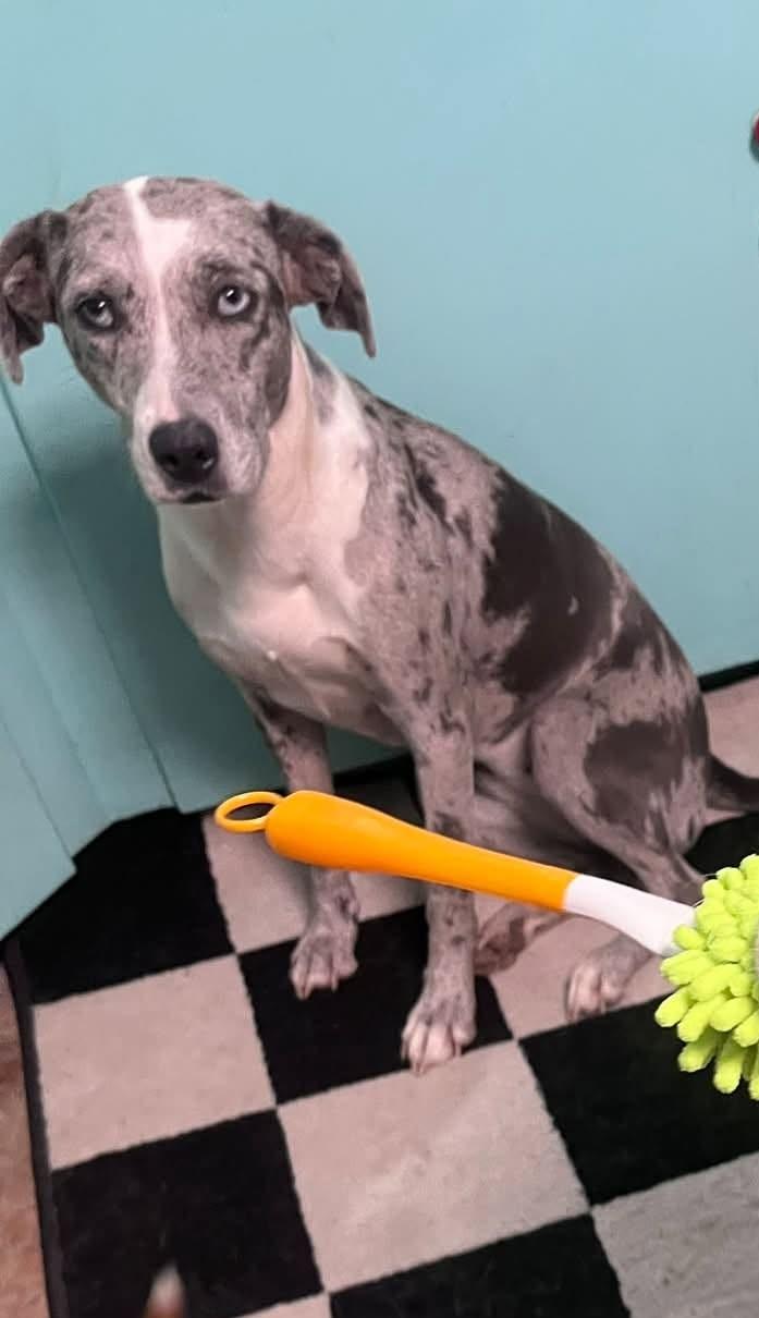 Enlarge Pepper, a Adoptable mixed breed in Eunice, LA image 1/3