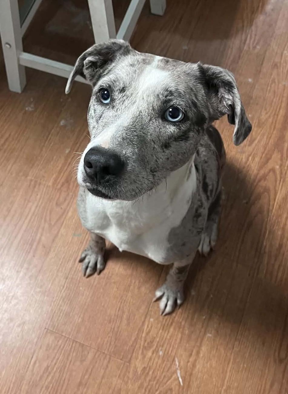 Enlarge Pepper, a Adoptable mixed breed in Eunice, LA image 2/3