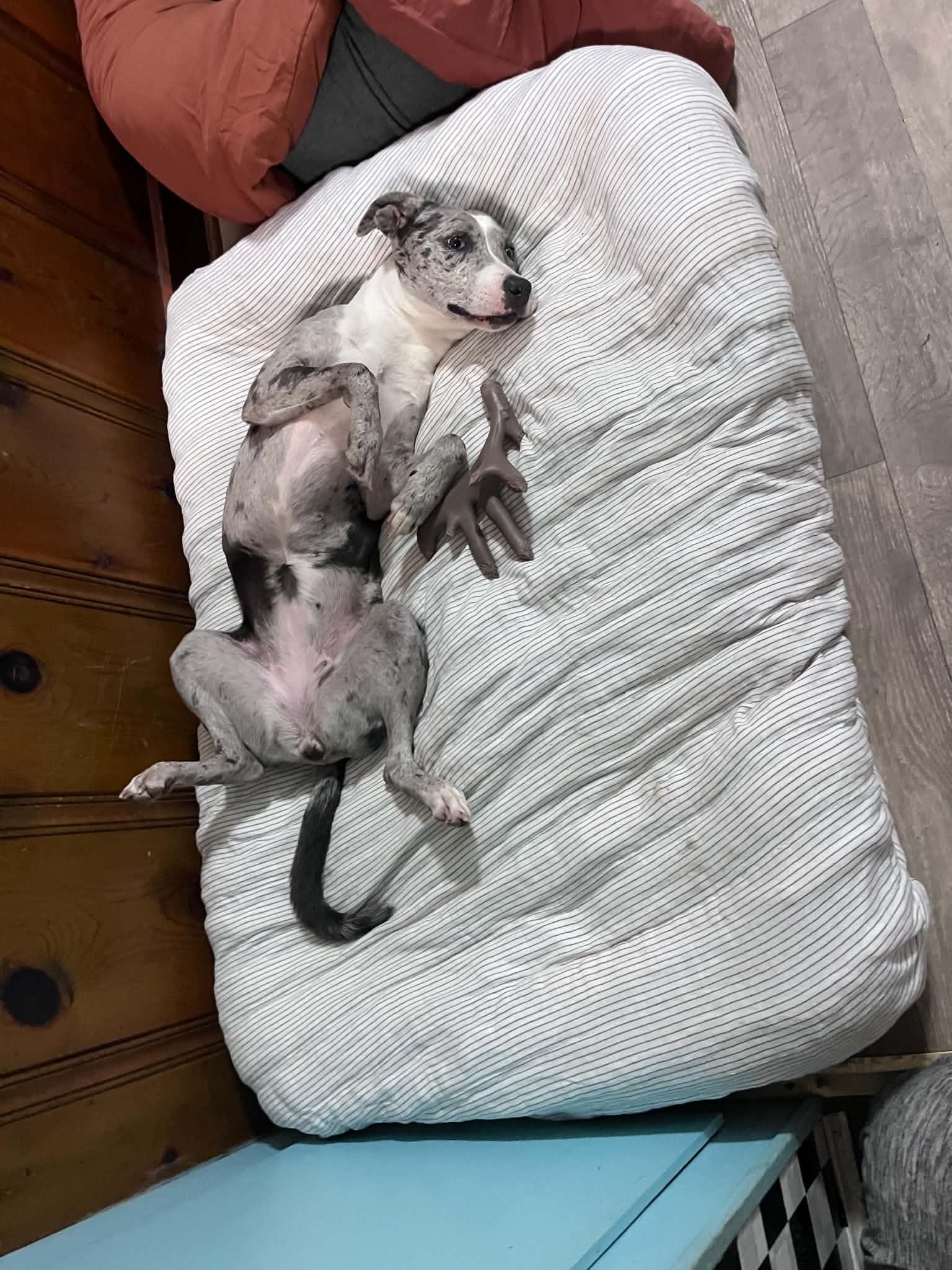 Enlarge Pepper, a Adoptable mixed breed in Eunice, LA image 3/3