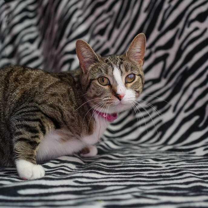 Wraith, Adoptable, Young Female Domestic Short Hair.
