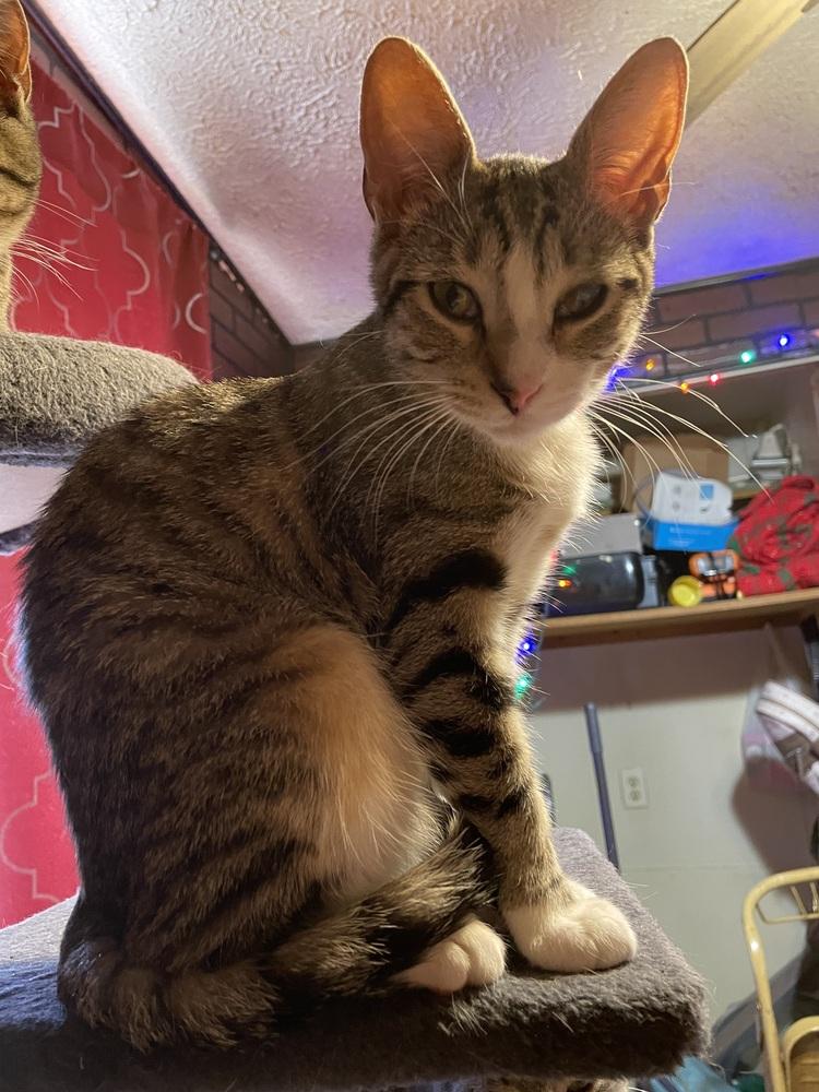 Wraith, a Adoptable Domestic Short Hair in Wheaton, IL image 2/5