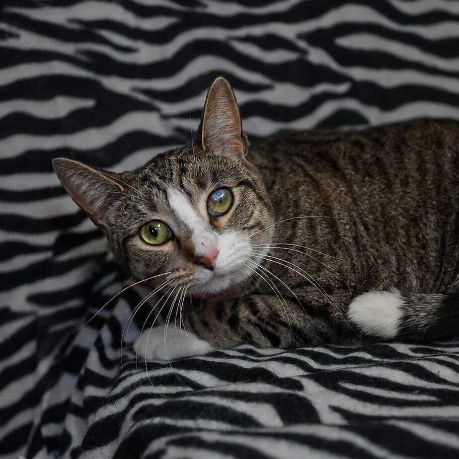 Enlarge Wraith, a Adoptable Domestic Short Hair in Wheaton, IL image 3/6