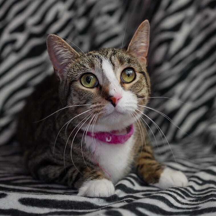 Enlarge Wraith, a Adoptable Domestic Short Hair in Wheaton, IL image 4/6