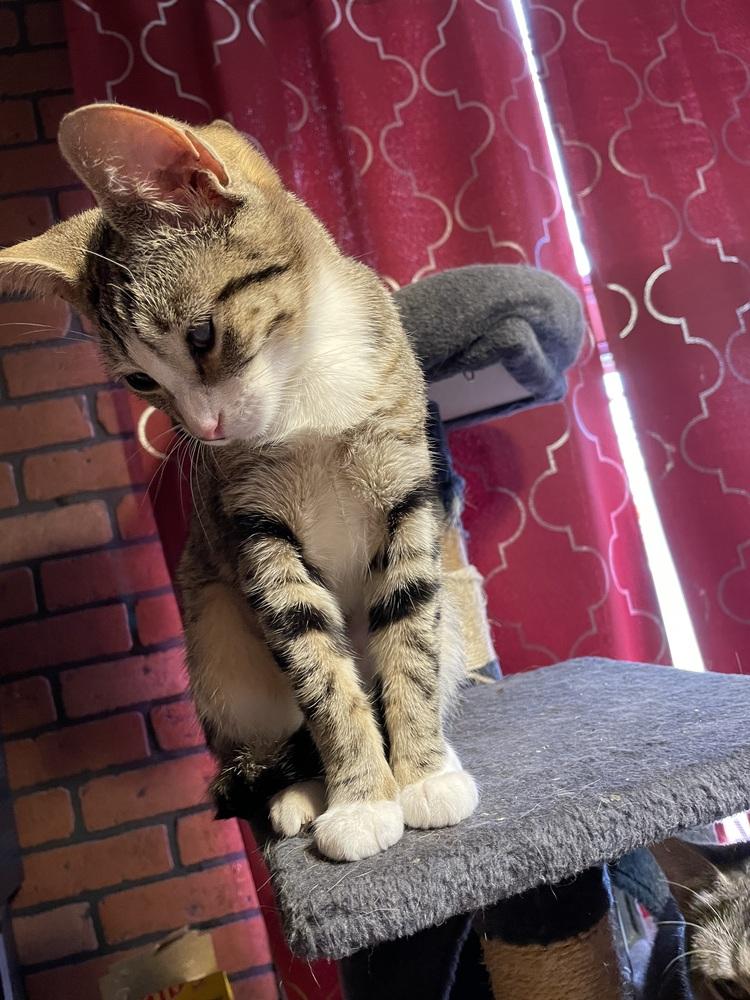 Wraith, a Adoptable Domestic Short Hair in Wheaton, IL image 5/5