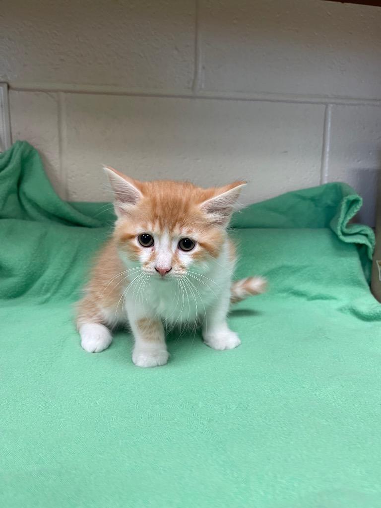 Enlarge Miso, a Adoptable mixed breed in Clarksville, TN image 1/3