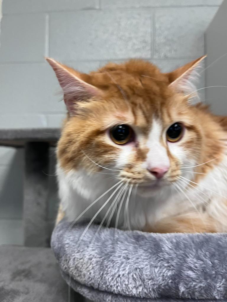 Enlarge Miso, a Adoptable mixed breed in Clarksville, TN image 2/3