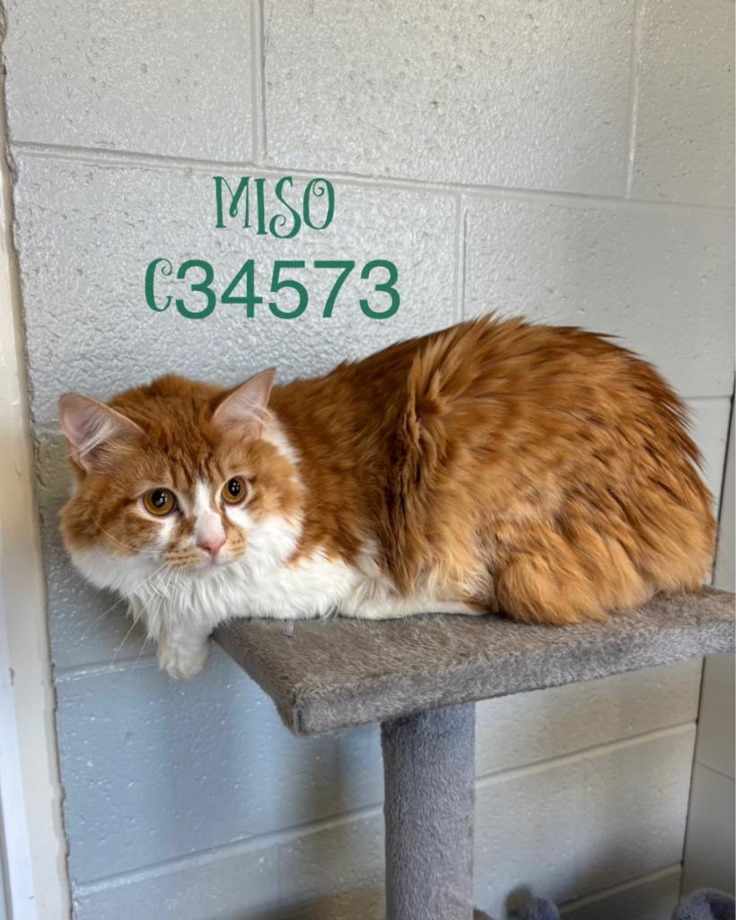 Enlarge Miso, a Adoptable mixed breed in Clarksville, TN image 3/3