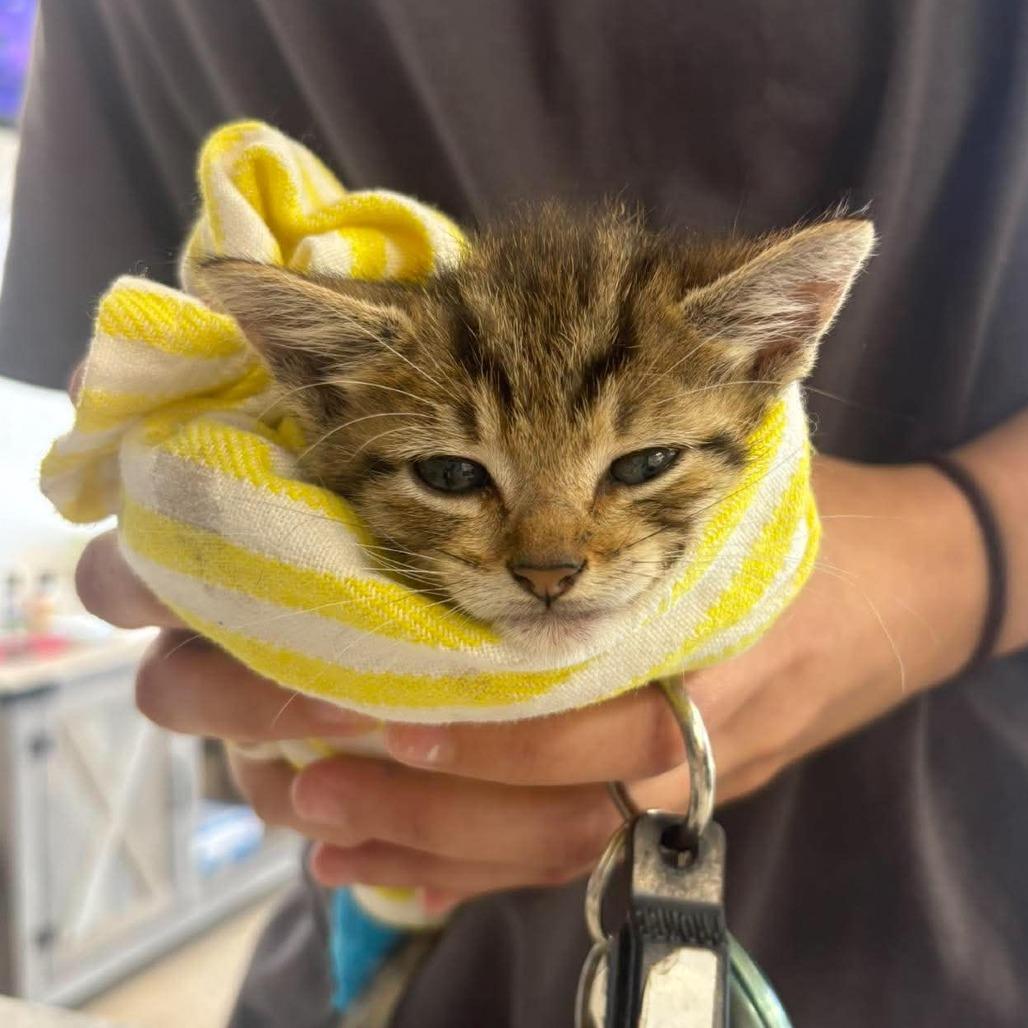 M&M, Adoptable, Kitten Male Domestic Short Hair.