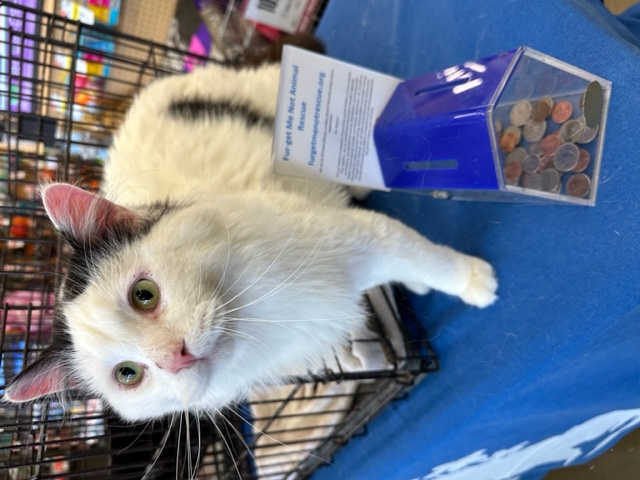 Patches, a Adoptable Turkish Van in Atwater, OH image 1/3
