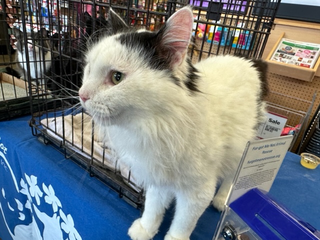 Patches, a Adoptable Turkish Van in Atwater, OH image 3/3