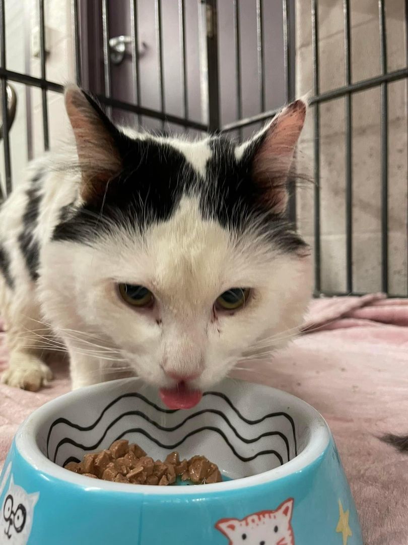 Patches, a Adoptable Turkish Van in Atwater, OH image 2/3