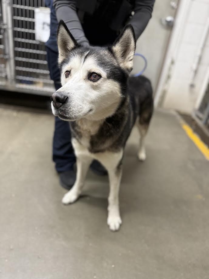 Enlarge Zeus, a ADOPTABLE Husky in Oakdale, CA image 1/1
