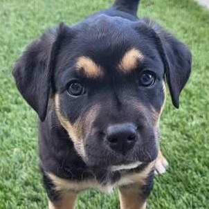 Colt, ADOPTABLE, Puppy Male Mixed Breed.