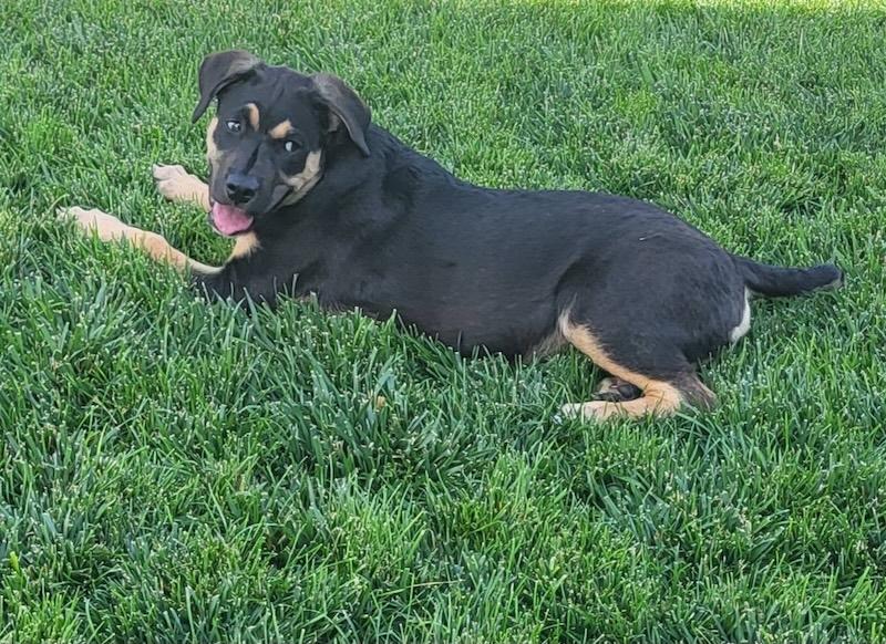Enlarge Colt, a ADOPTABLE Mixed Breed in Chino valley, AZ image 2/2