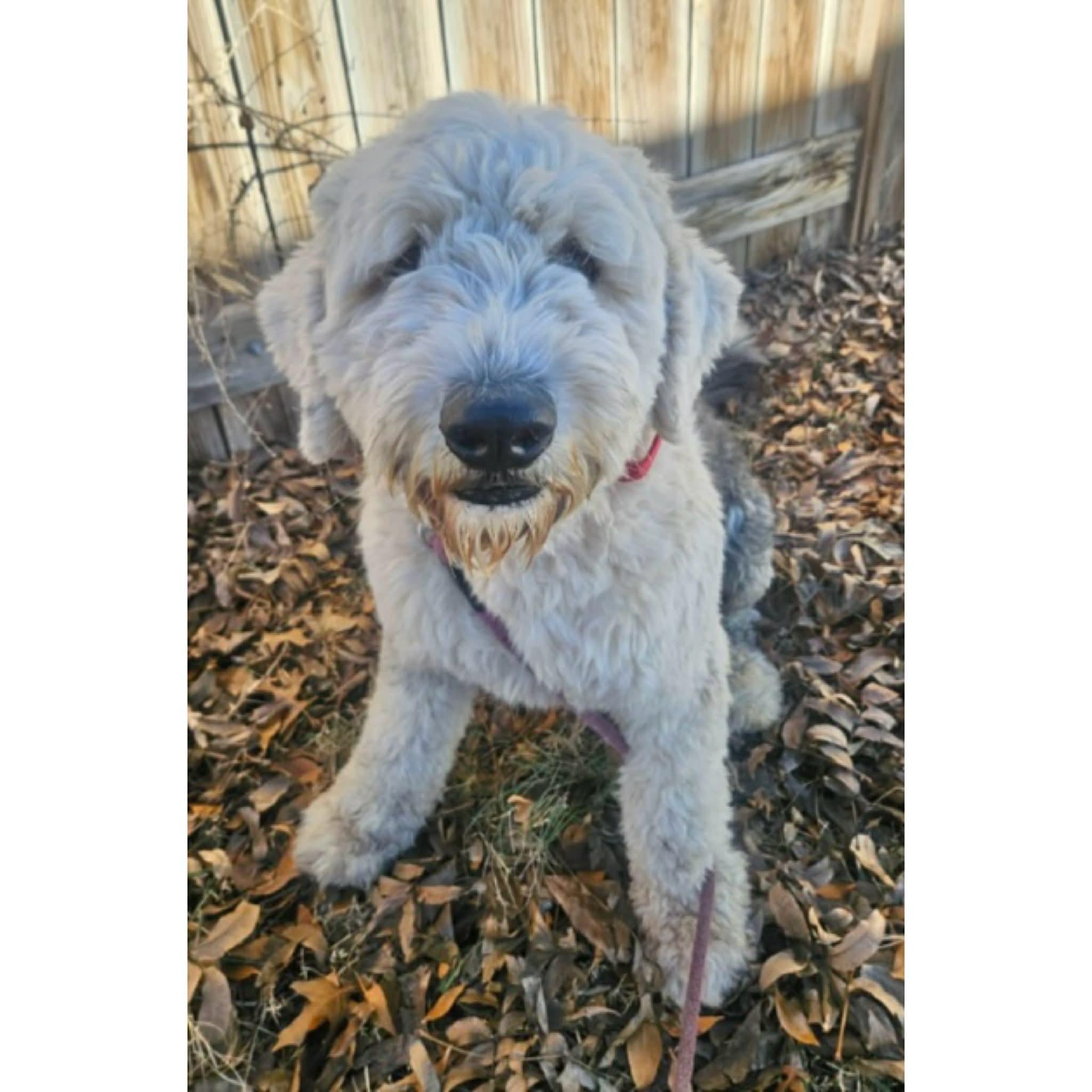 Enlarge Ace, an adopted mixed breed in Boulder, CO image 3/6