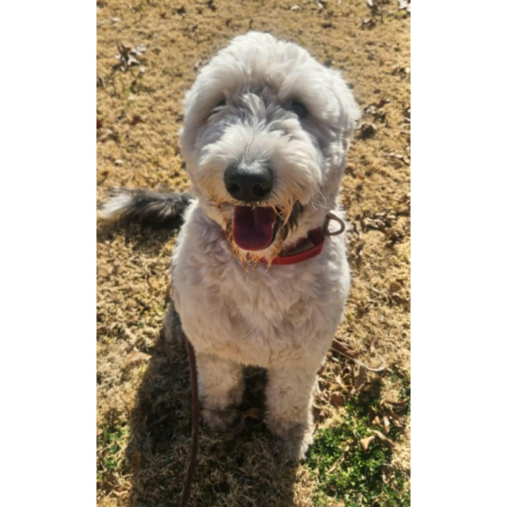 Enlarge Ace, an adopted mixed breed in Boulder, CO image 4/6