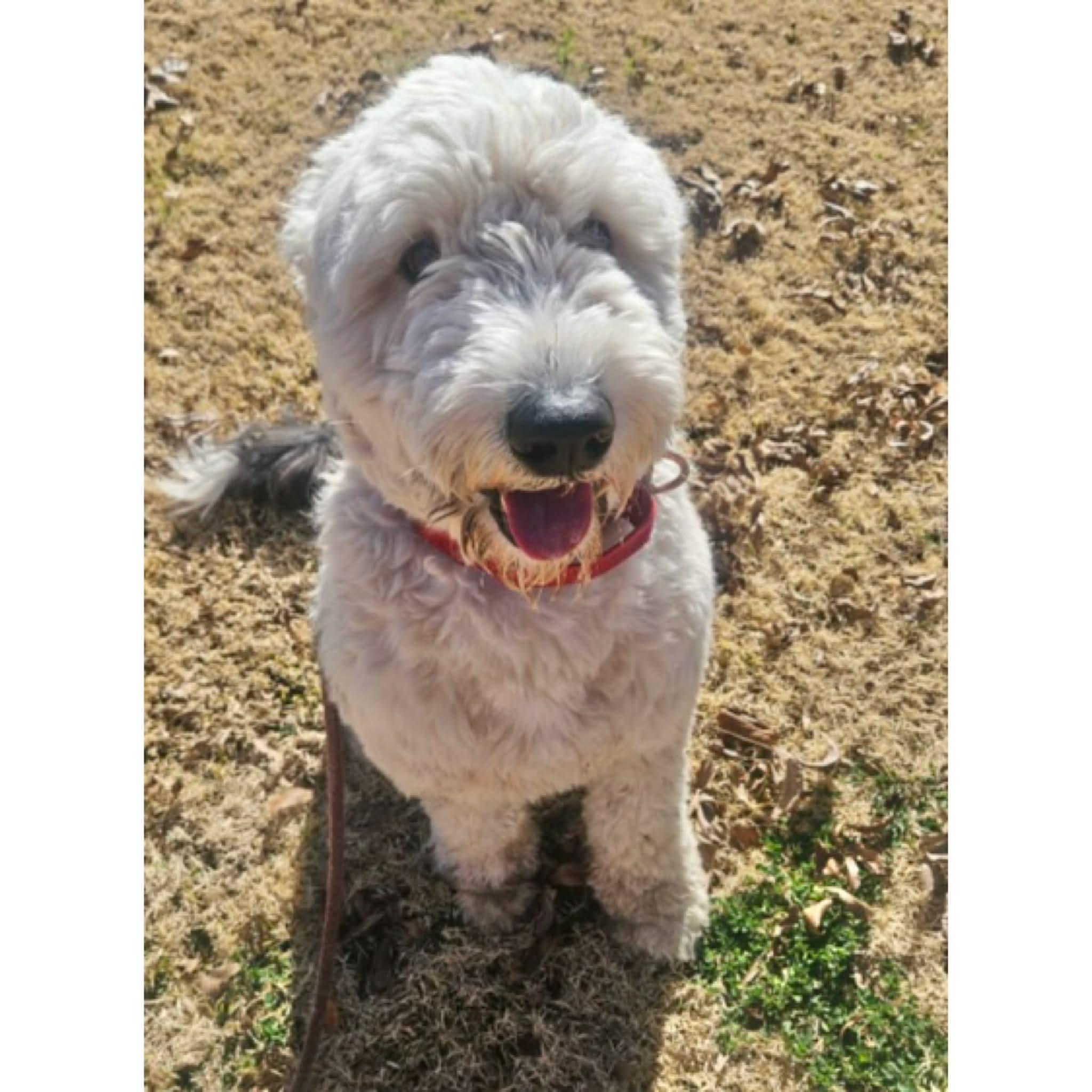 Enlarge Ace, an adopted mixed breed in Boulder, CO image 6/6