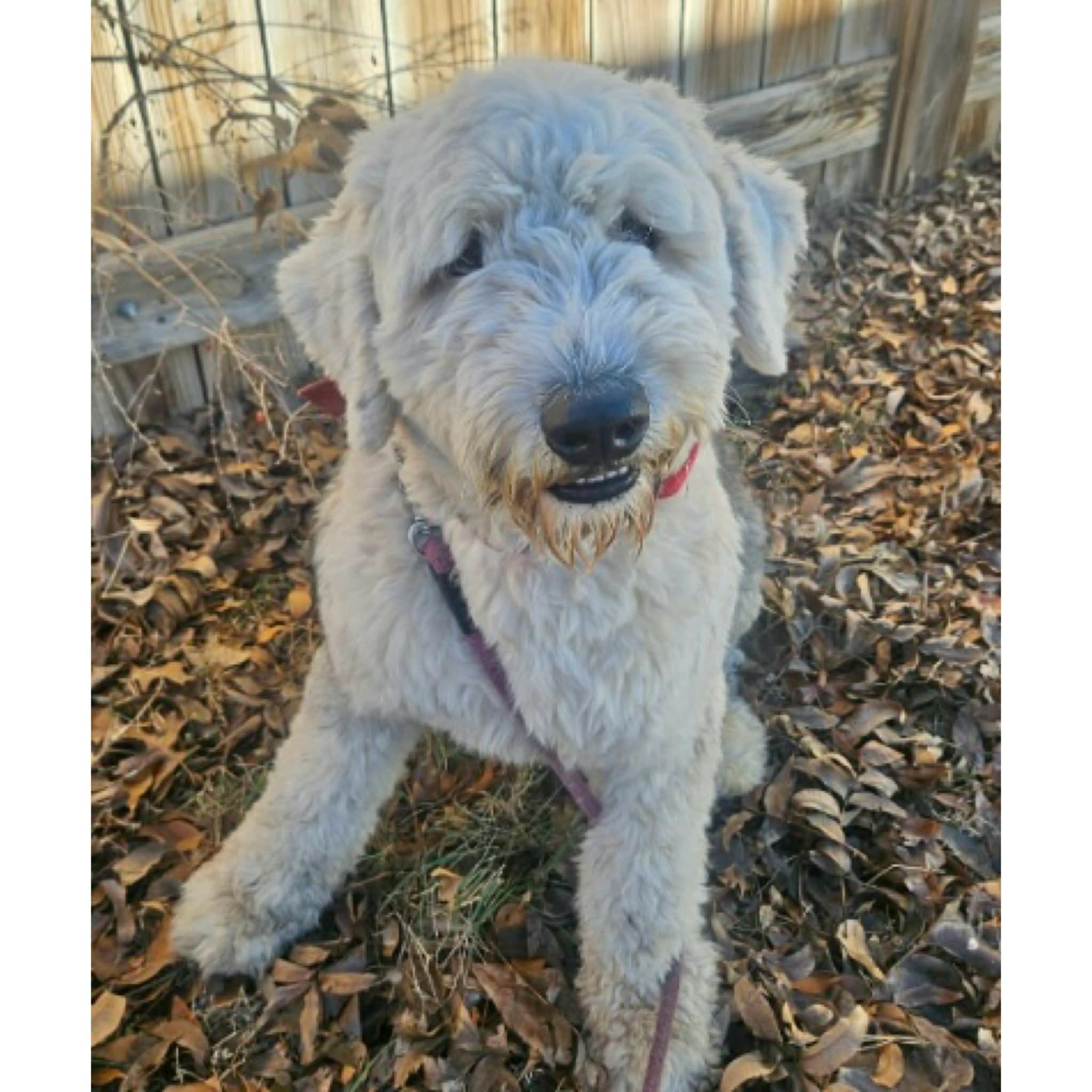 Enlarge Ace, an adopted mixed breed in Boulder, CO image 5/6