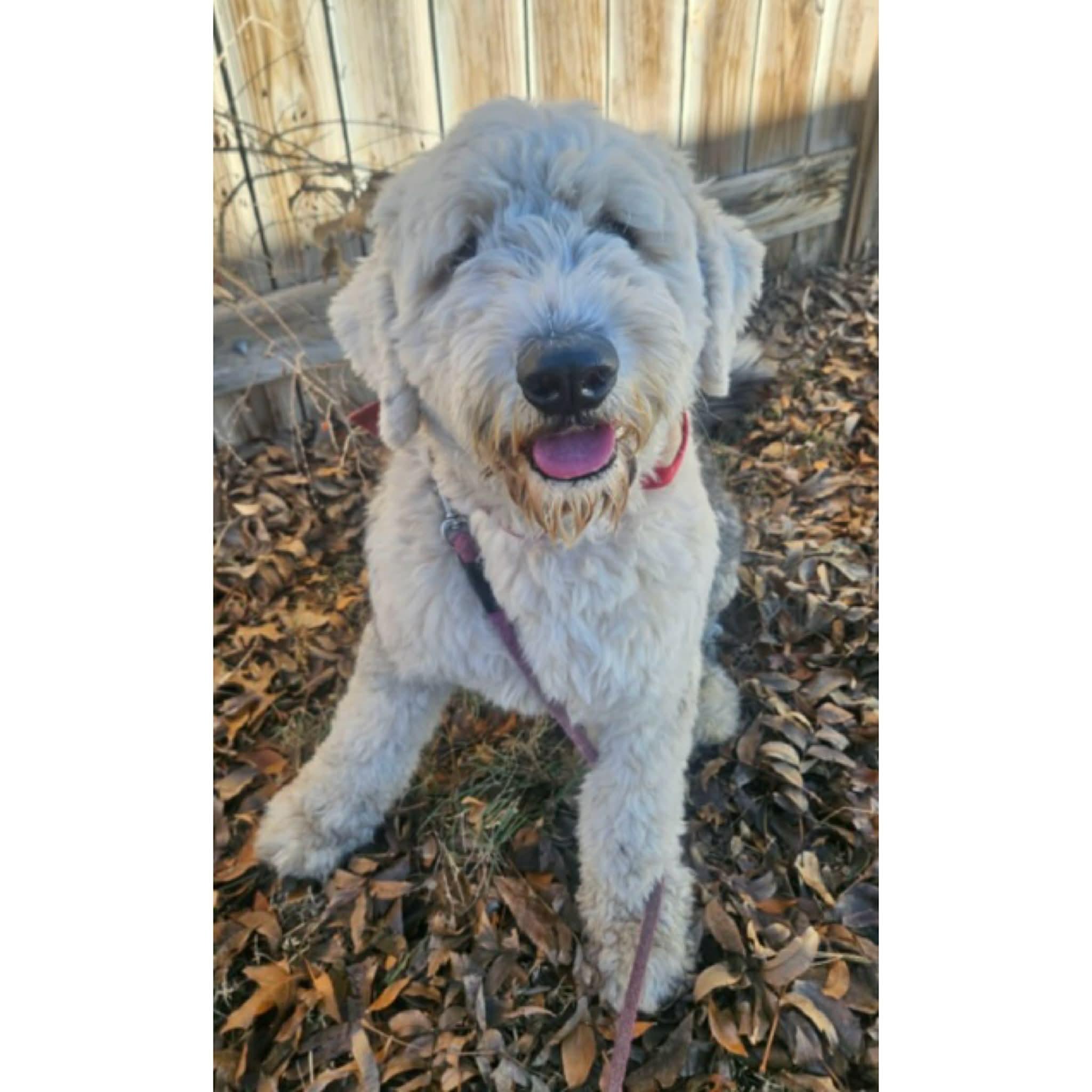 Ace, adopted, Young Male Old English Sheepdog & Poodle.