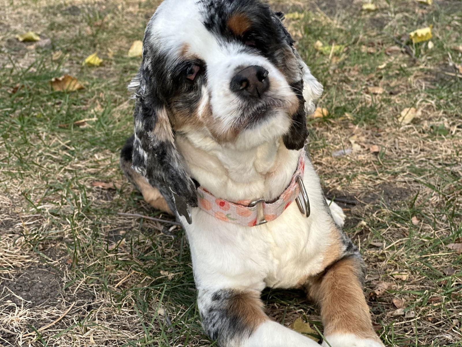 Annie, Adoptable, Young Female Cocker Spaniel.