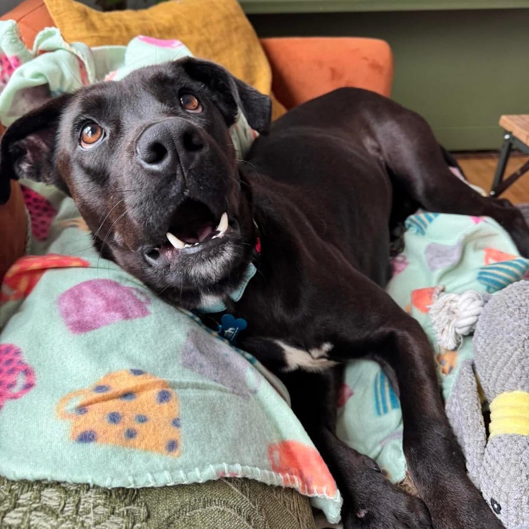 Betty, Adoptable, Adult Female Labrador Retriever & Mixed Breed.