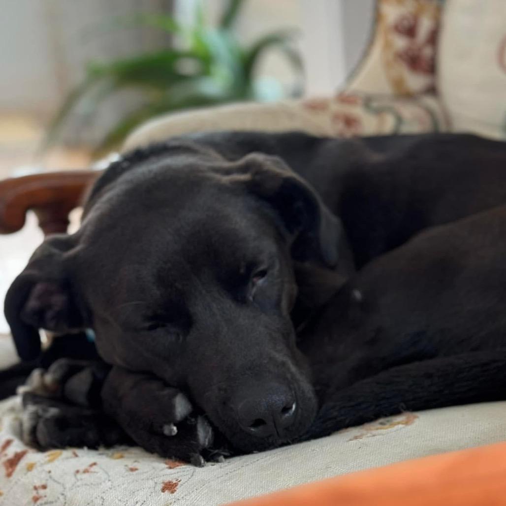 Enlarge Betty, a Adoptable mixed breed in St. Charles, IL image 2/6