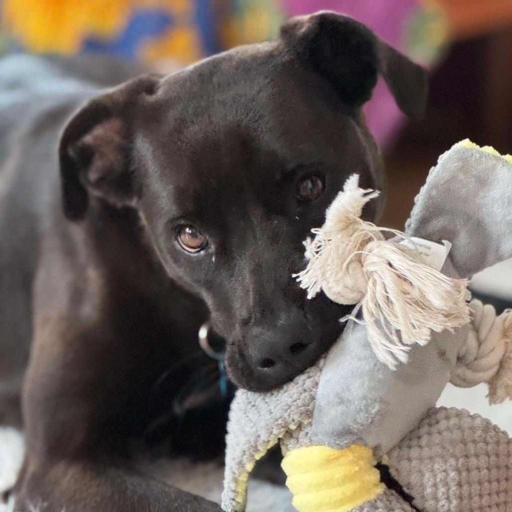 Enlarge Betty, a Adoptable mixed breed in St. Charles, IL image 3/6