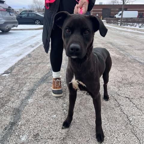 Enlarge Betty, a Adoptable mixed breed in St. Charles, IL image 4/6