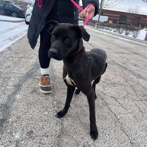 Enlarge Betty, a Adoptable mixed breed in St. Charles, IL image 5/6