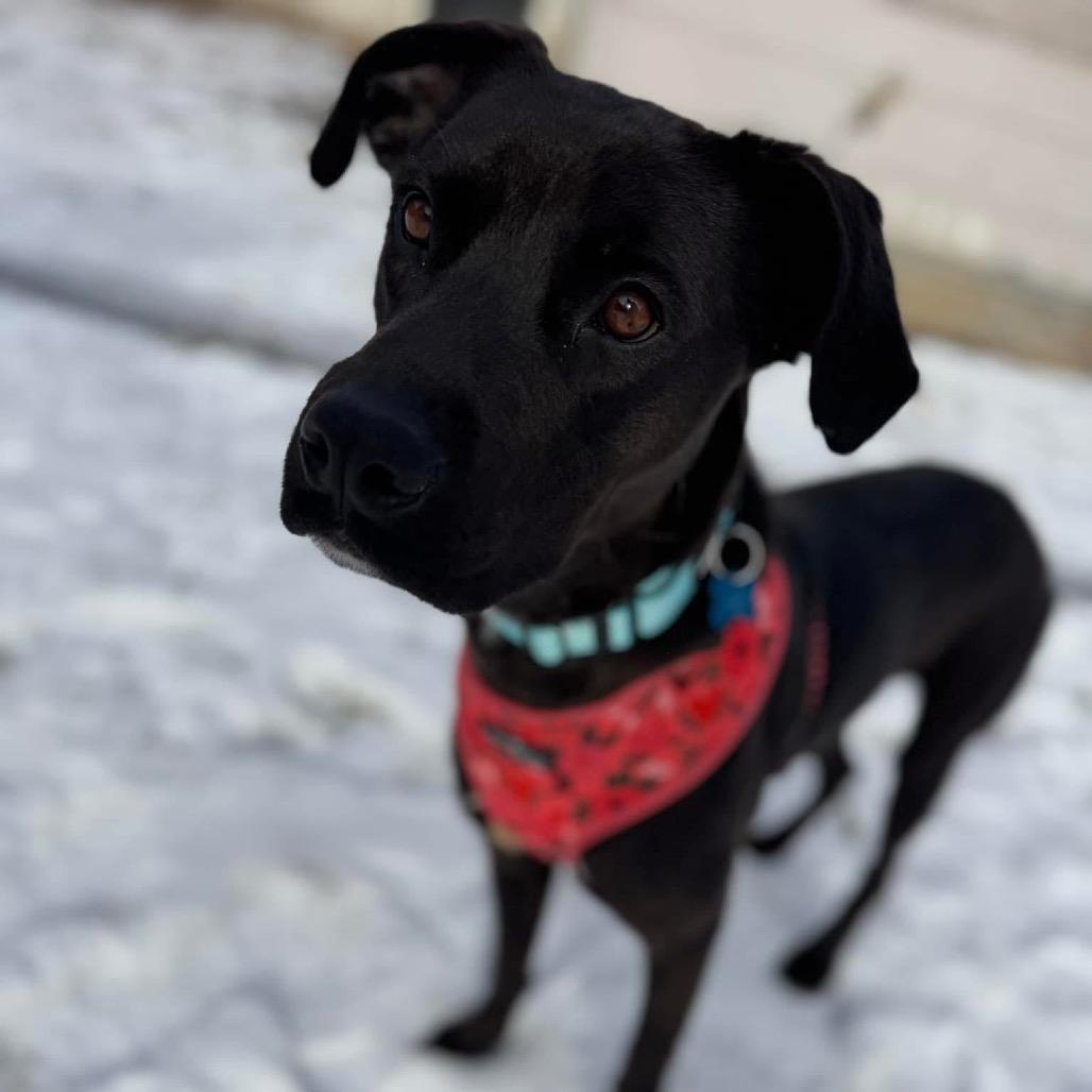 Enlarge Betty, a Adoptable mixed breed in St. Charles, IL image 6/6