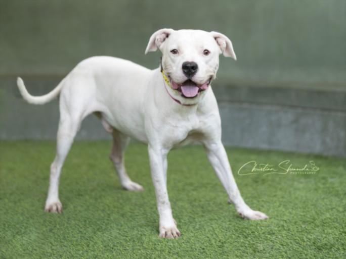 RODNEY, Adoptable, Adult Male Pit Bull Terrier.