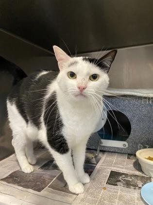 Enlarge Jingles, a Adoptable Domestic Short Hair in Daytona Beach, FL image 1/1