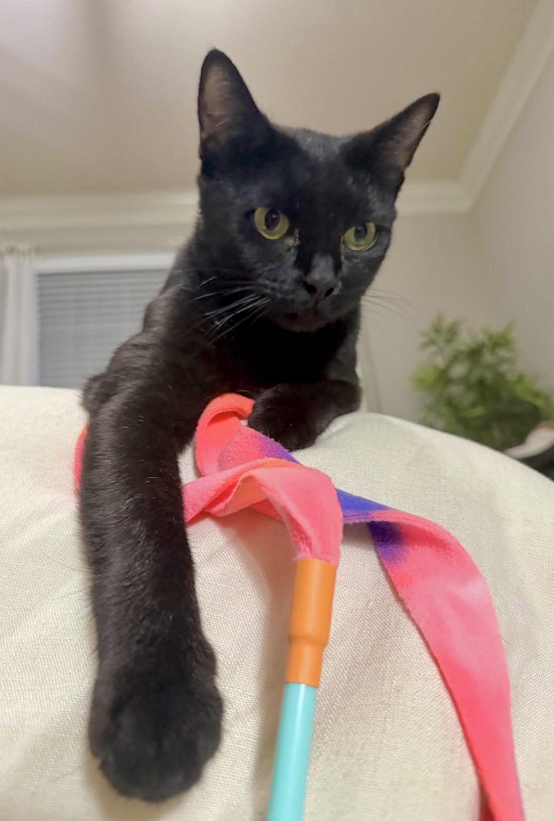 Enlarge Umi (dumpster diver to couch cuddler), a Adoptable mixed breed in Houston, TX image 6/6