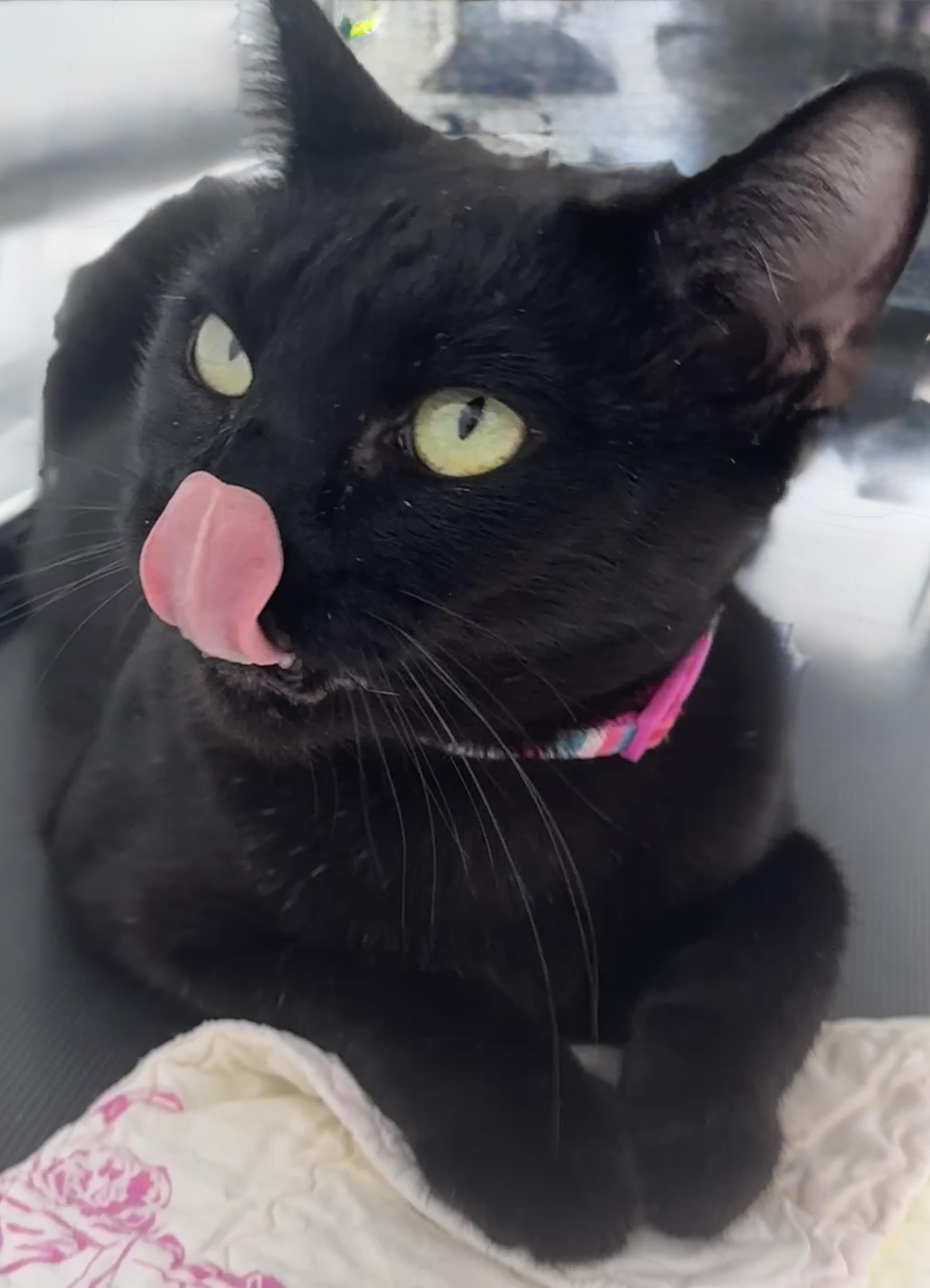 Enlarge Umi (dumpster diver to couch cuddler), a Adoptable mixed breed in Houston, TX image 4/6