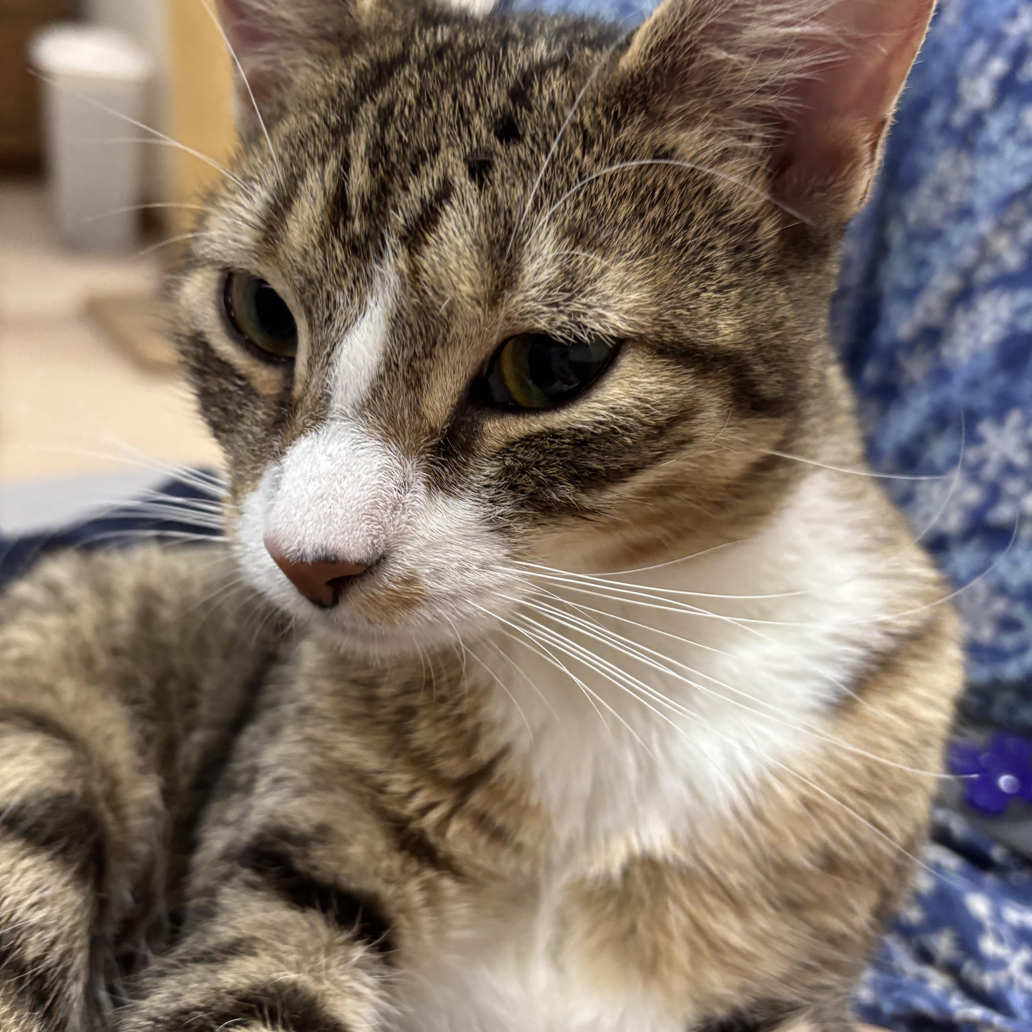 Enlarge Tallulah, an adoptable Domestic Short Hair in Dover, DE image 1/4