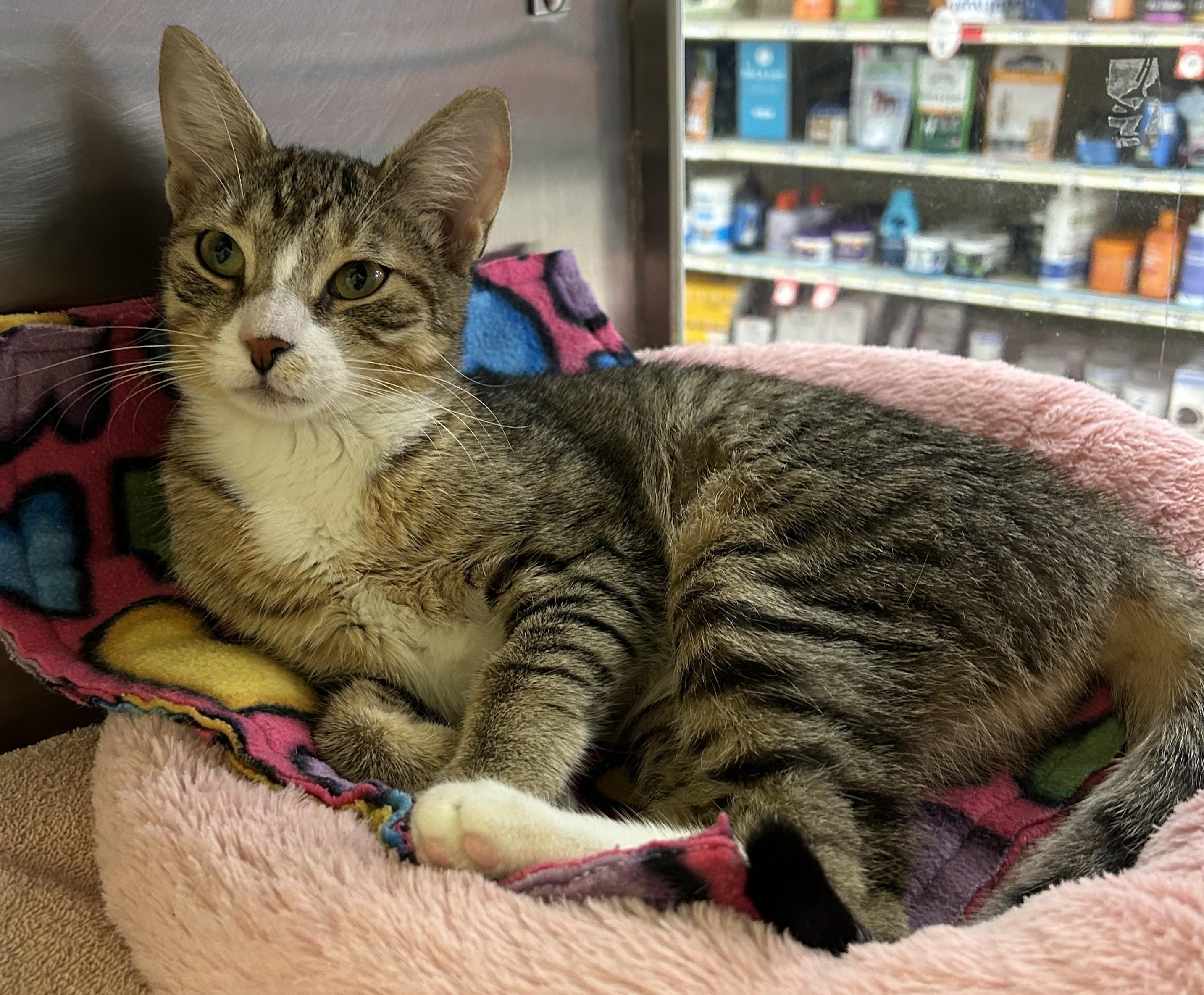 Enlarge Tallulah, an adoptable Domestic Short Hair in Dover, DE image 2/4