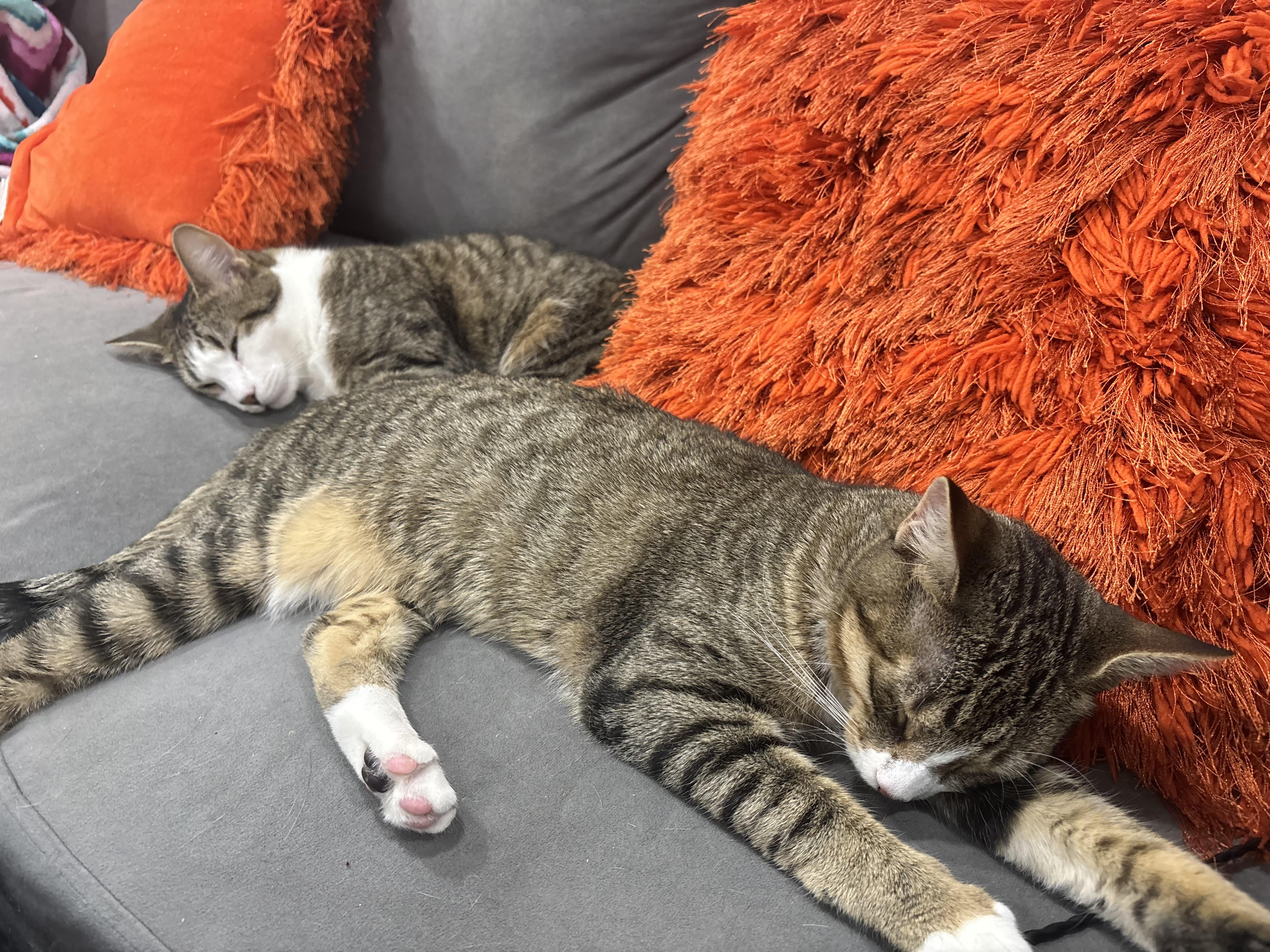 Enlarge Tallulah, an adoptable Domestic Short Hair in Dover, DE image 4/4