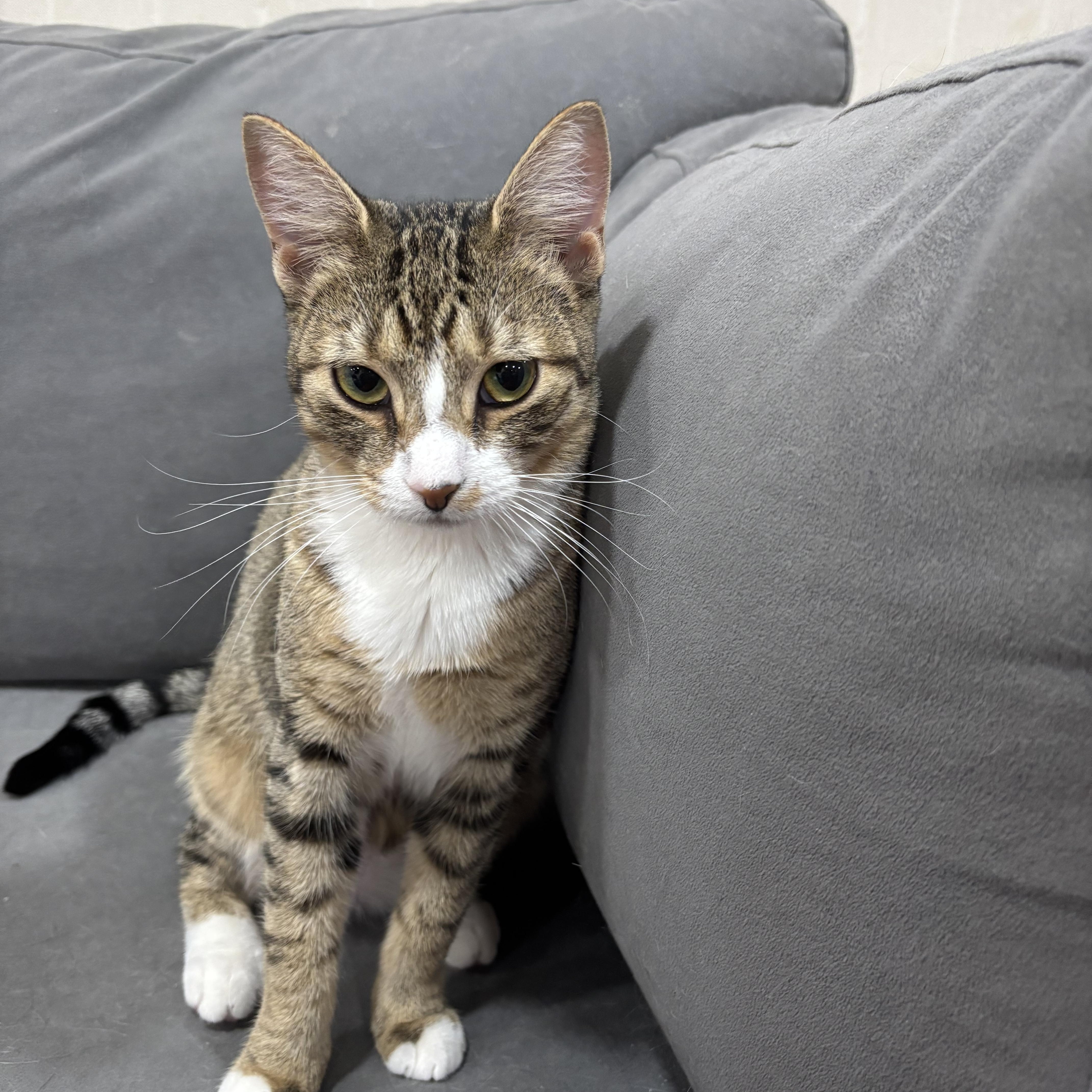 Enlarge Tallulah, an adoptable Domestic Short Hair in Dover, DE image 3/4