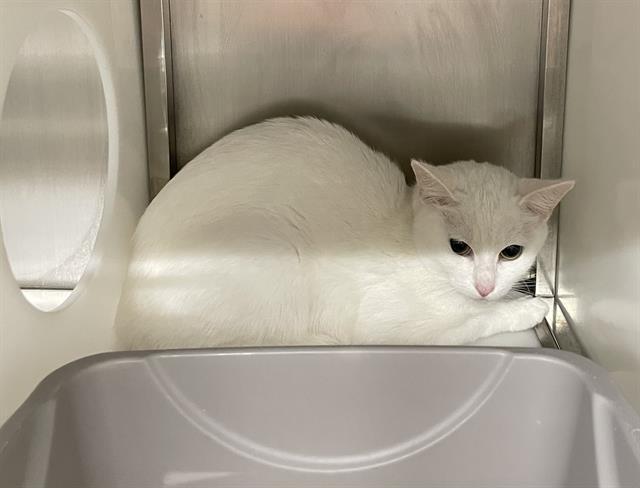 PEARL, Adoptable, Adult Female Domestic Short Hair.