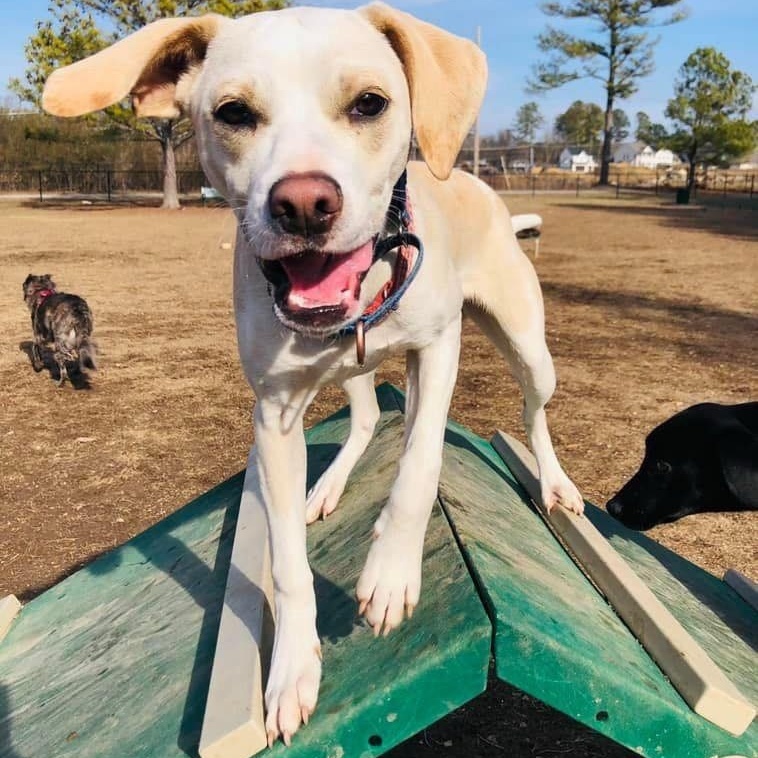 Enlarge Lloyd, a Adoptable mixed breed in Chattanooga, TN image 1/1