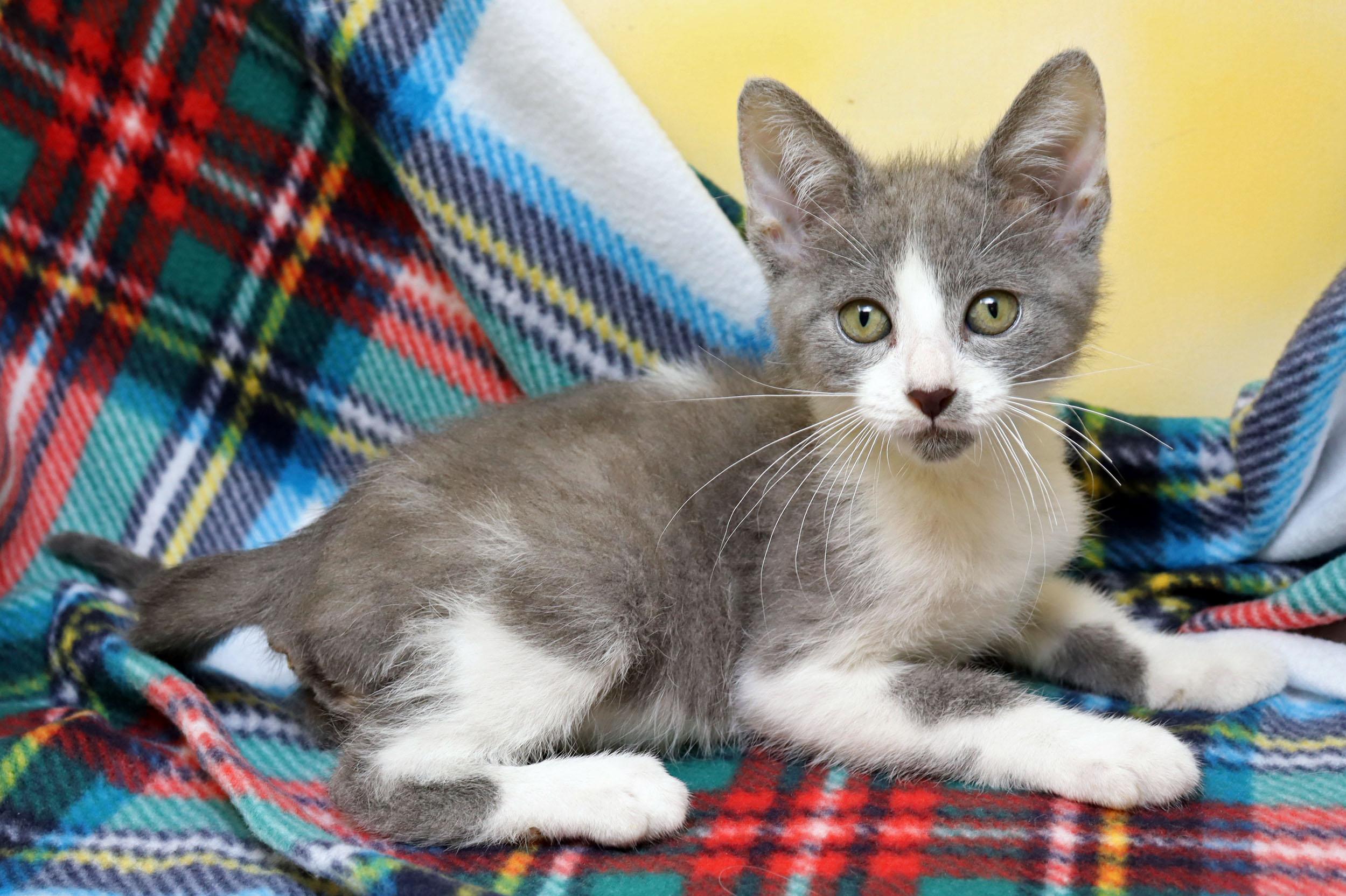 Enlarge Tikka, a ADOPTABLE Domestic Short Hair in Tierra Verde, FL image 2/3