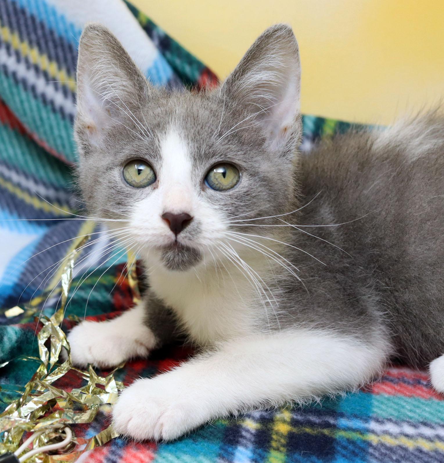 Enlarge Tikka, a ADOPTABLE Domestic Short Hair in Tierra Verde, FL image 1/3