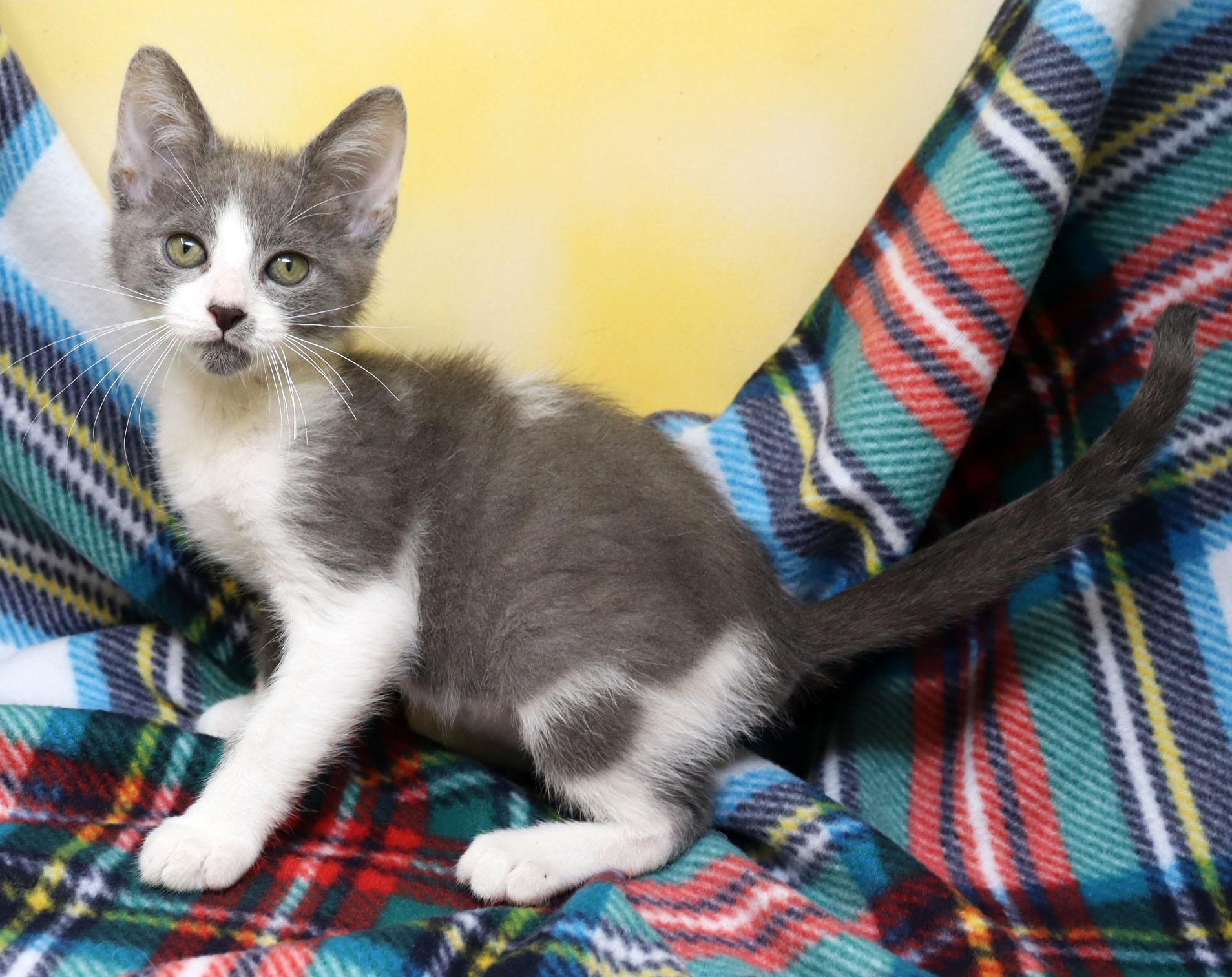 Enlarge Tikka, a ADOPTABLE Domestic Short Hair in Tierra Verde, FL image 3/3