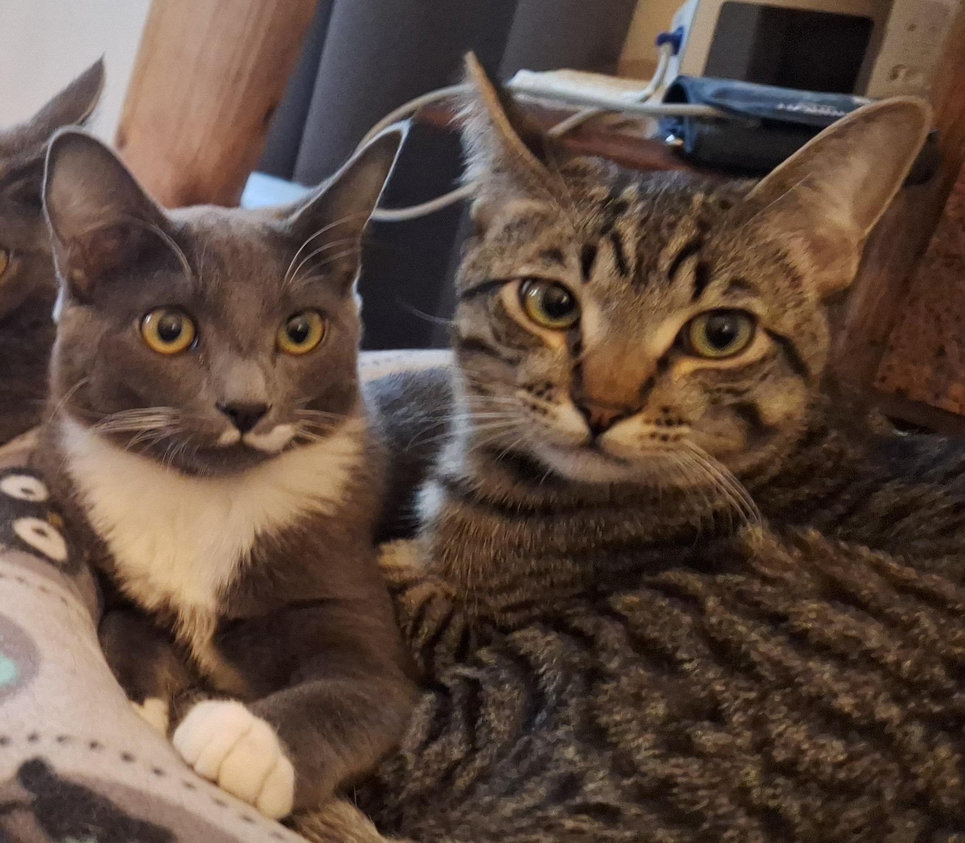 Chipmunk and Haze, adoptable, Young Male Domestic Short Hair.