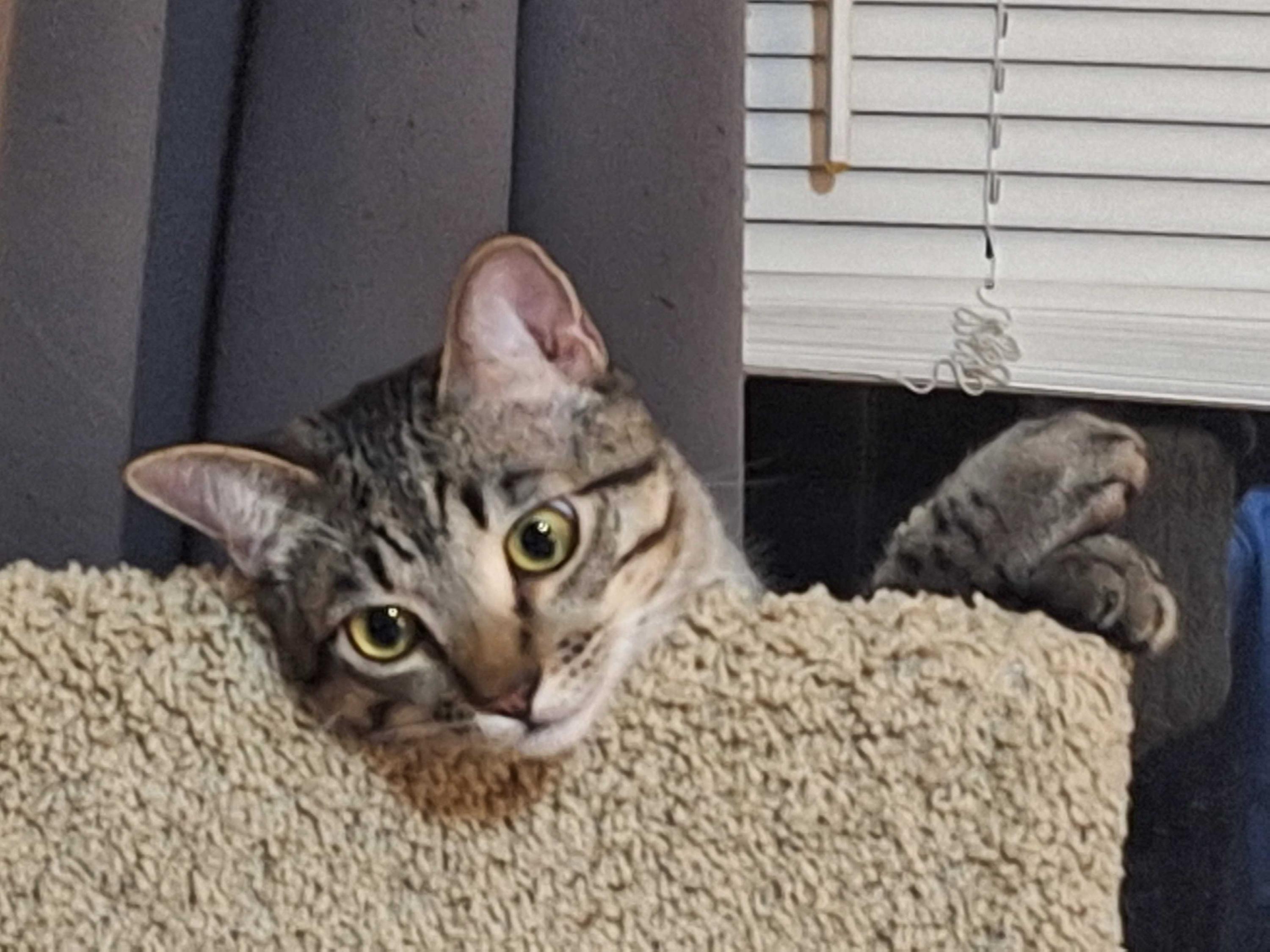 Enlarge Chipmunk and Haze, an adoptable Domestic Short Hair in Seattle, WA image 5/6