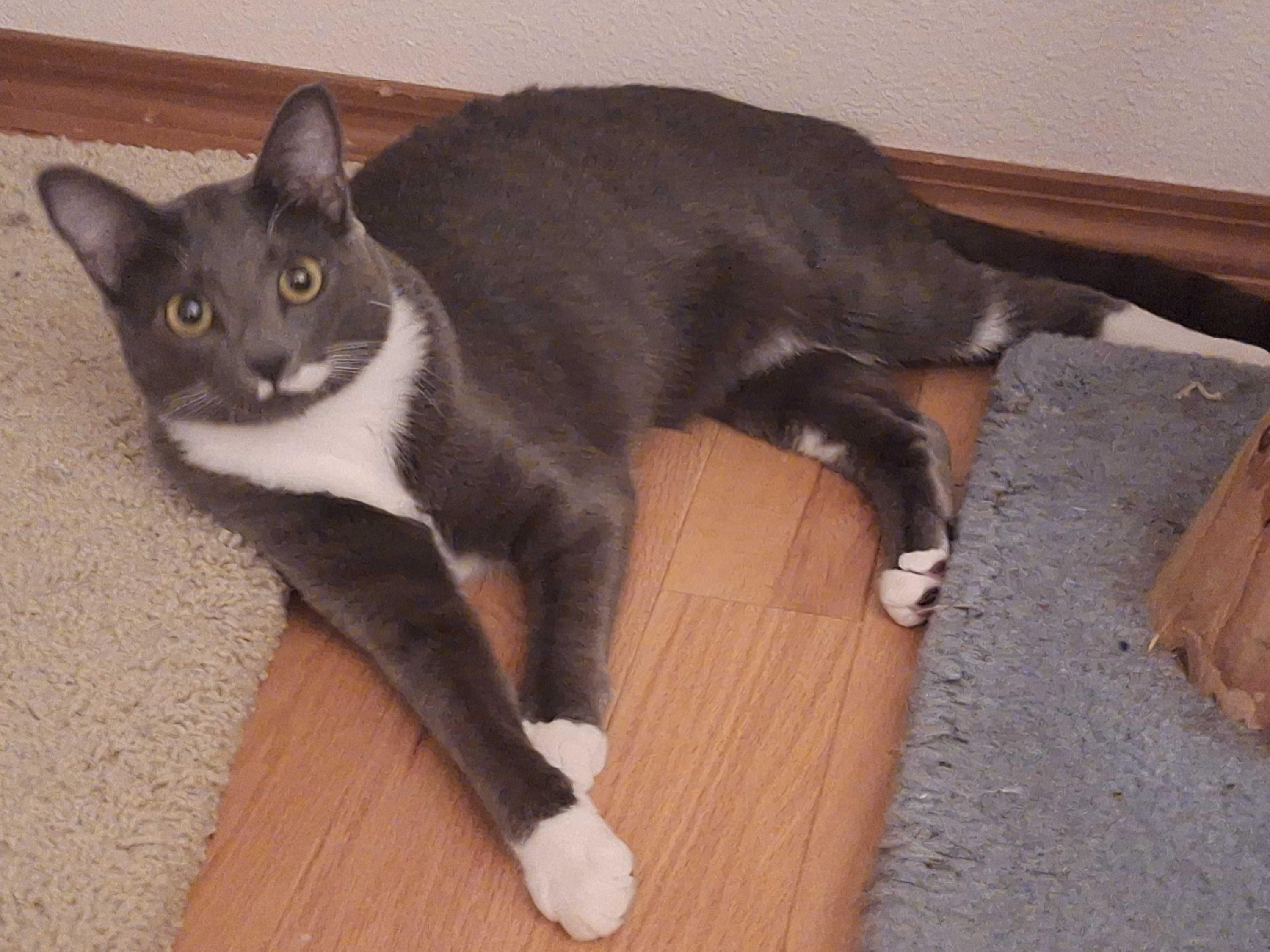 Enlarge Chipmunk and Haze, an adoptable Domestic Short Hair in Seattle, WA image 6/6