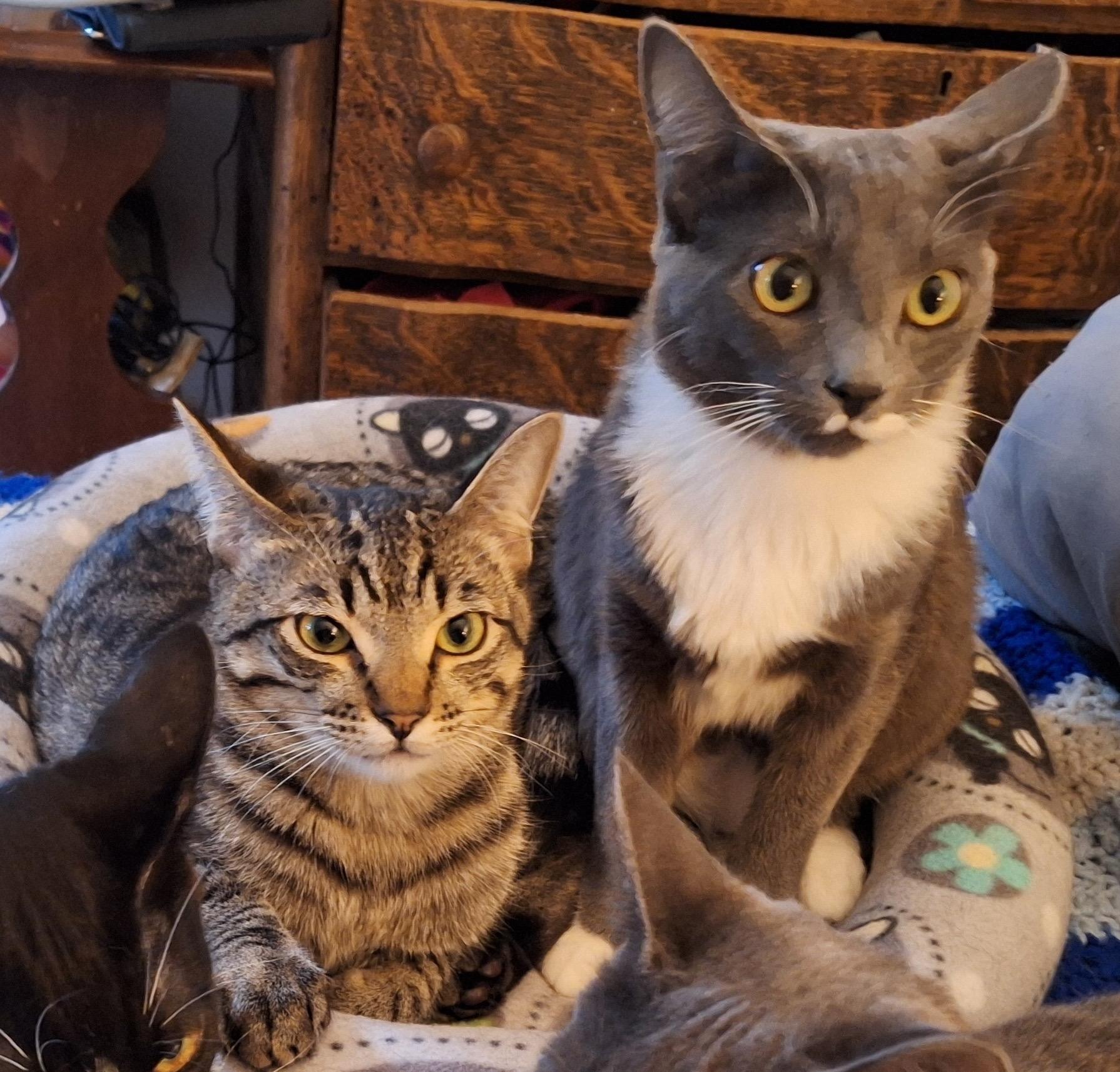 Enlarge Chipmunk and Haze, an adoptable Domestic Short Hair in Seattle, WA image 2/6